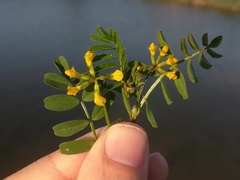 Hippocrepis multisiliquosa