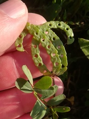 Hippocrepis multisiliquosa