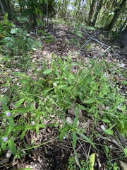 Rostellularia obtusa