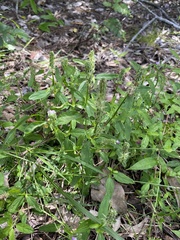 Rostellularia obtusa