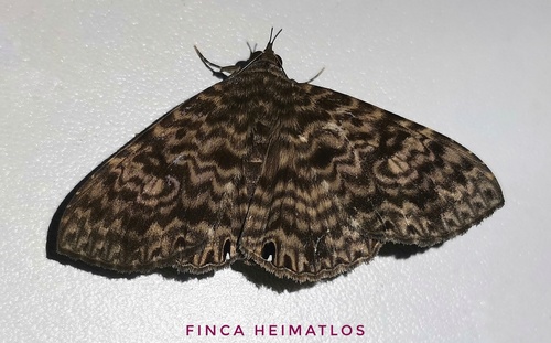 Dialithis gemmifera