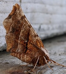 Selenia alciphearia