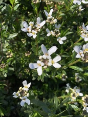 Iberis sempervirens