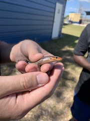 Plestiodon inexpectatus