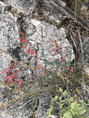 Penstemon subulatus