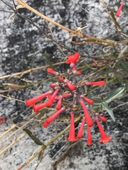 Penstemon subulatus