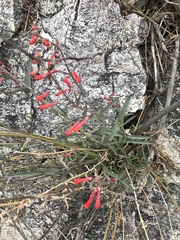 Penstemon subulatus