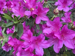 Rhododendron pulchrum phoeniceum