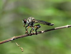 Ommatius floridensis