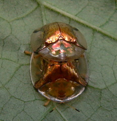 Aspidimorpha quadriremis