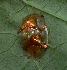 Aspidimorpha quadriremis