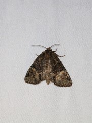 Phosphila turbulenta