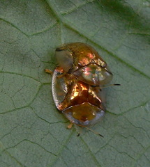 Aspidimorpha quadriremis