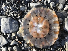 Chrysaora melanaster