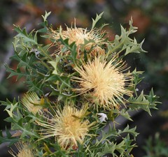 Banksia armata