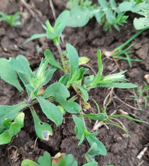Mecardonia procumbens