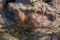 Eudistoma psammion