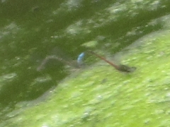 Oxyallagma dissidens