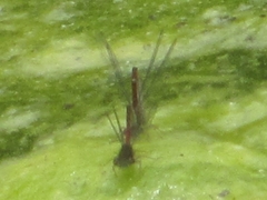 Oxyallagma dissidens