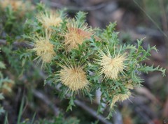 Banksia armata