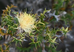 Banksia armata