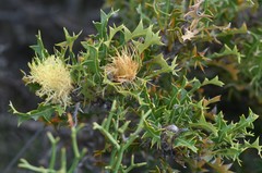 Banksia armata