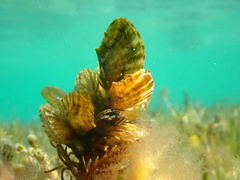 Electroma papilionacea