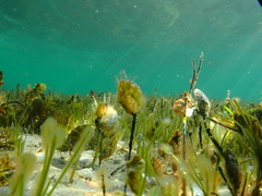 Electroma papilionacea