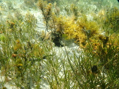 Electroma papilionacea