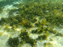 Electroma papilionacea