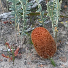 Banksia gardneri