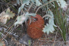 Banksia gardneri