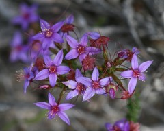 Calytrix leschenaultii