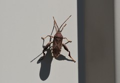 Amorbini