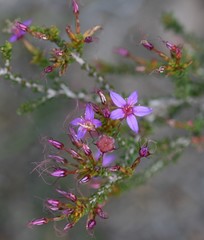 Calytrix leschenaultii