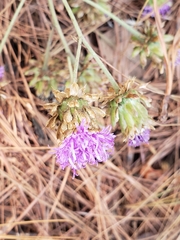 Vernonia alamanii