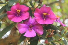 Andesanthus paleaceus