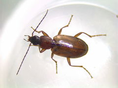 Agonum lutulentum