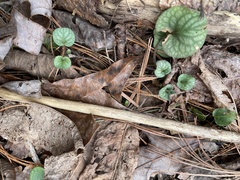 Viola walteri