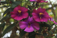 Andesanthus paleaceus