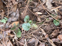 Viola walteri