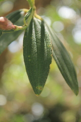 Andesanthus paleaceus
