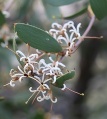 Hakea pandanicarpa