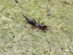 Hubbardia pentapeltis