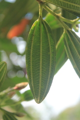 Andesanthus paleaceus