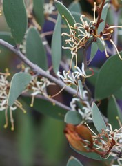 Hakea pandanicarpa