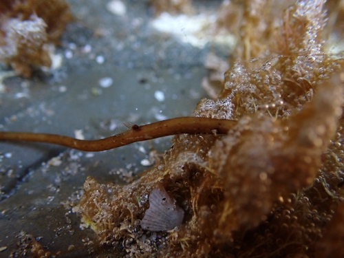 Kortsnuit-zeenaald (Lissocampus filum) — Syngnathidae