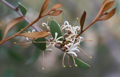 Hakea pandanicarpa