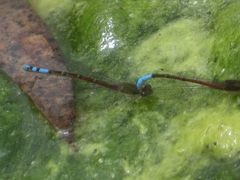 Oxyallagma dissidens