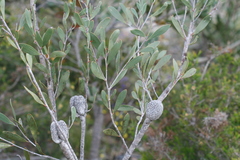 Hakea pandanicarpa